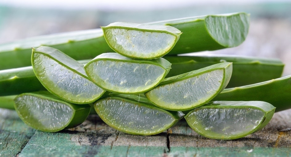 L'Aloe vera, source de santé Laboratoire Bioligo