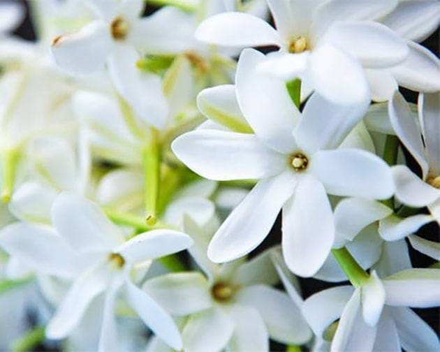 Fleurs de Tiaré Hei Poa Laboratoires Bioligo