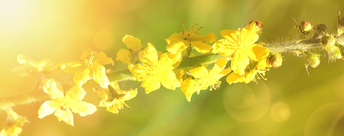 Agrimony Fleur de Bach Bio Laboratoires Bioligo