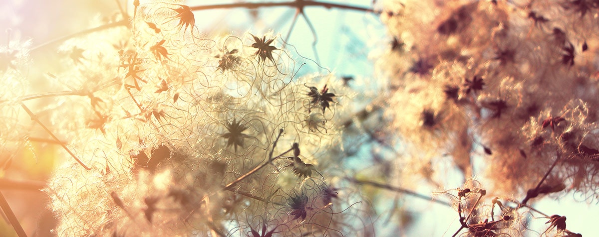 Clematis Fleur de Bach Bio Laboratoires Bioligo