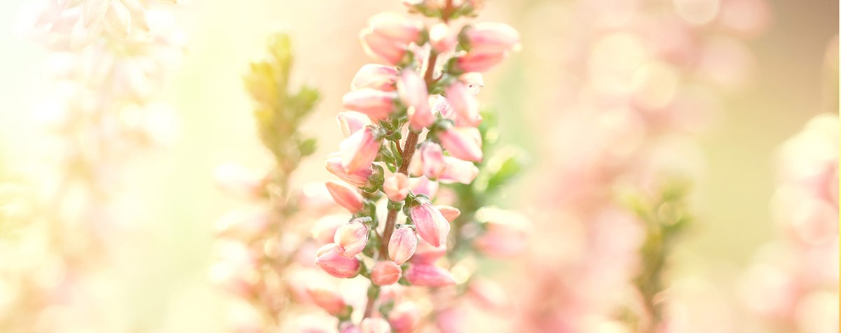 Heather Fleur de Bach Bio Laboratoires Bioligo