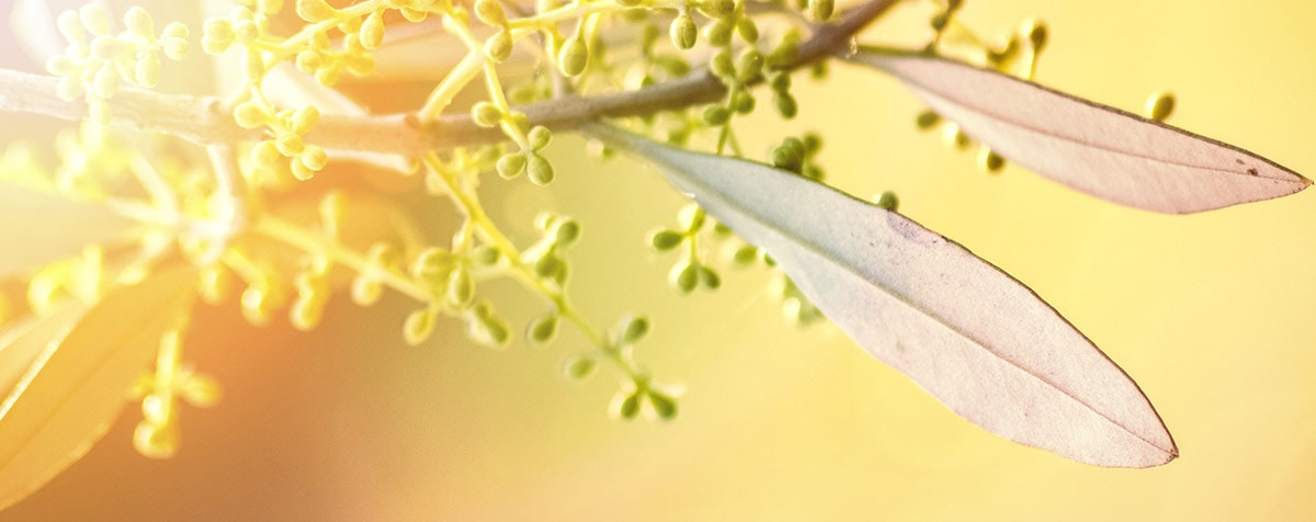 Olive Fleur de Bach Bio Laboratoires Bioligo