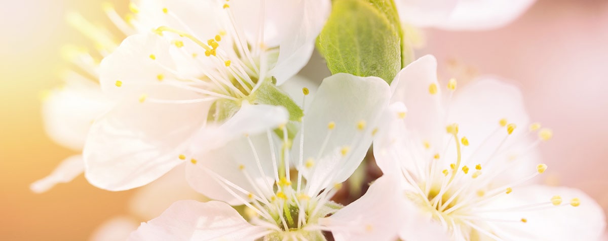 Crab Apple Fleur de Bach Bio Laboratoires Bioligo