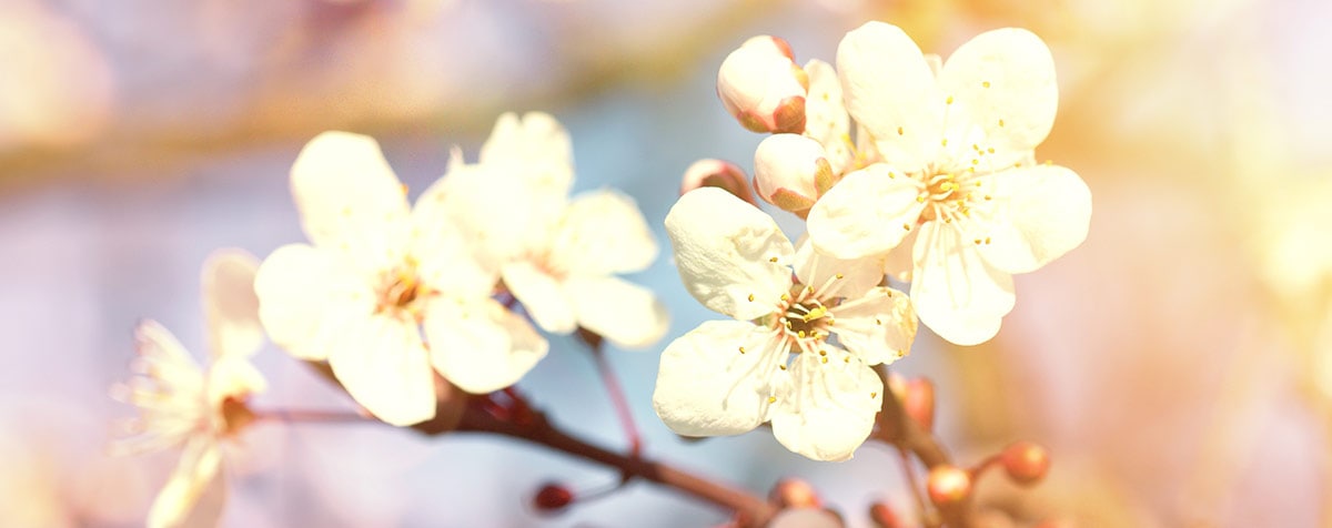 Cherry Plum Fleur de Bach Bio Laboratoires Bioligo