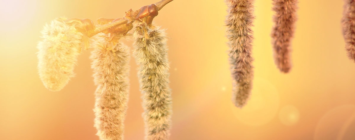 Aspen Fleur de Bach Bio Laboratoires Bioligo