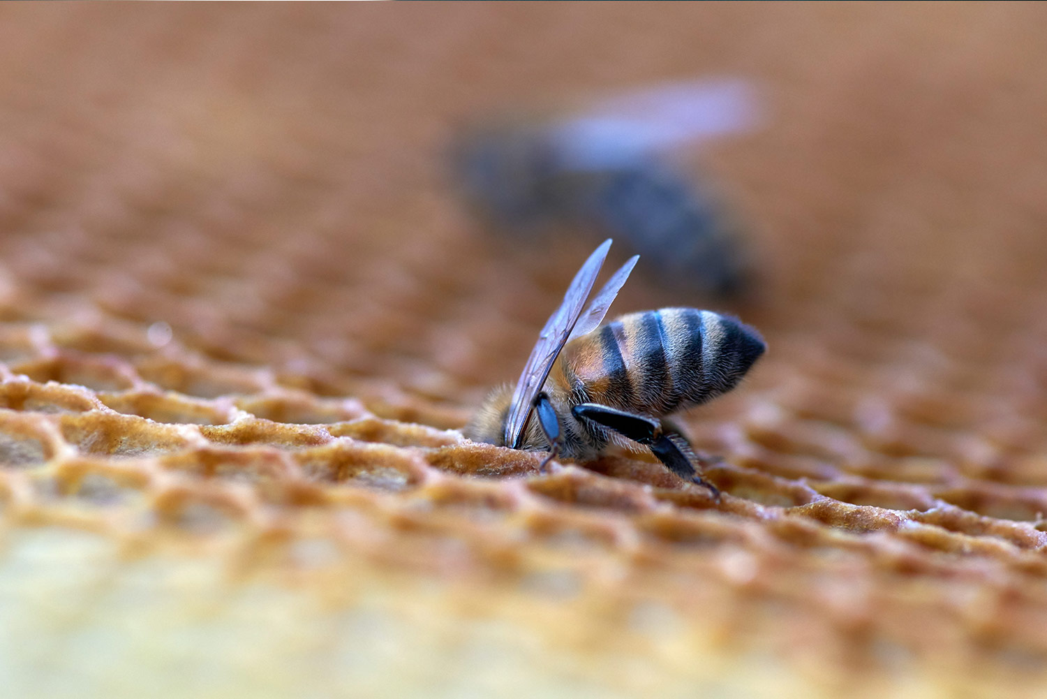 Cire d'abeille crème Paulia Laboratoires Bioligo