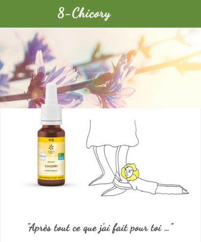 8. Chicory - Fleur de Bach Bio 20ml Laboratoires Bioligo