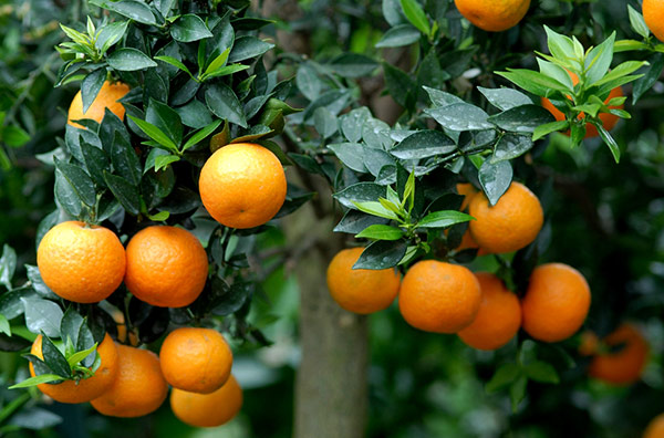 Petit grain bigarade Laboratoires Bioligo