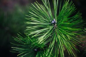 Pin sylvestre Laboratoires Bioligo