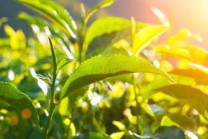 Tea Tree Laboratoires Bioligo