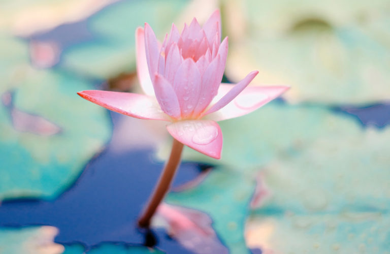 Bannière jasmin eau HeiPoa Laboratoires Bioligo