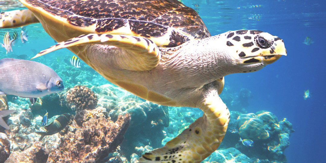 Tortue HeiPoa Laboratoires Bioligo