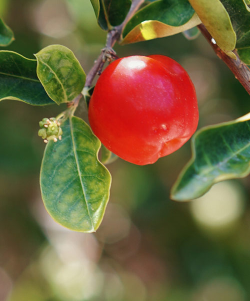 Acérola force tonique Laboratoire Bioligo