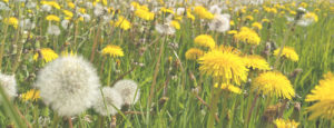 Extrait de pissenlit Laboratoires Bioligo