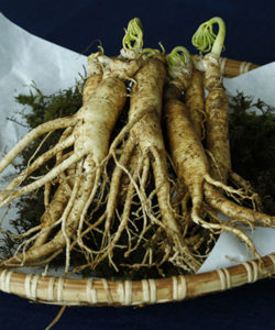 Ginseng force tonique Laboratoire Bioligo