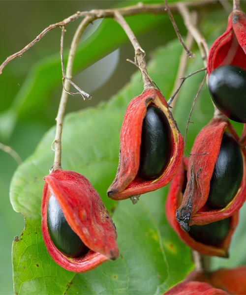 Guarana force tonique Laboratoire Bioligo