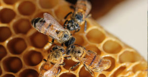 Opengraph Gelée Royale Laboratoires Bioligo