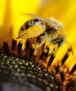 Acérola force tonique Laboratoire Bioligo