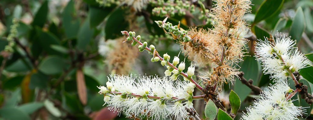 Cajeput bio Huiles essentielles Laboratoires Bioligo