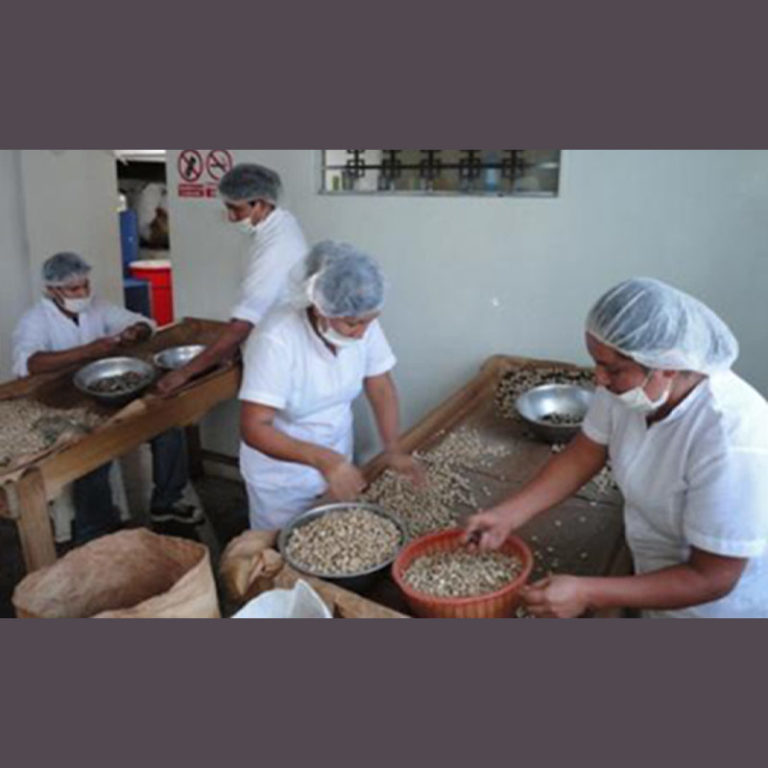 Fournisseur bergolio IMG 1 Sacha Inchi Laboratoire Bioligo