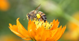 Immunité sirop Père Michel opengraph facebook Laboratoire Bioligo