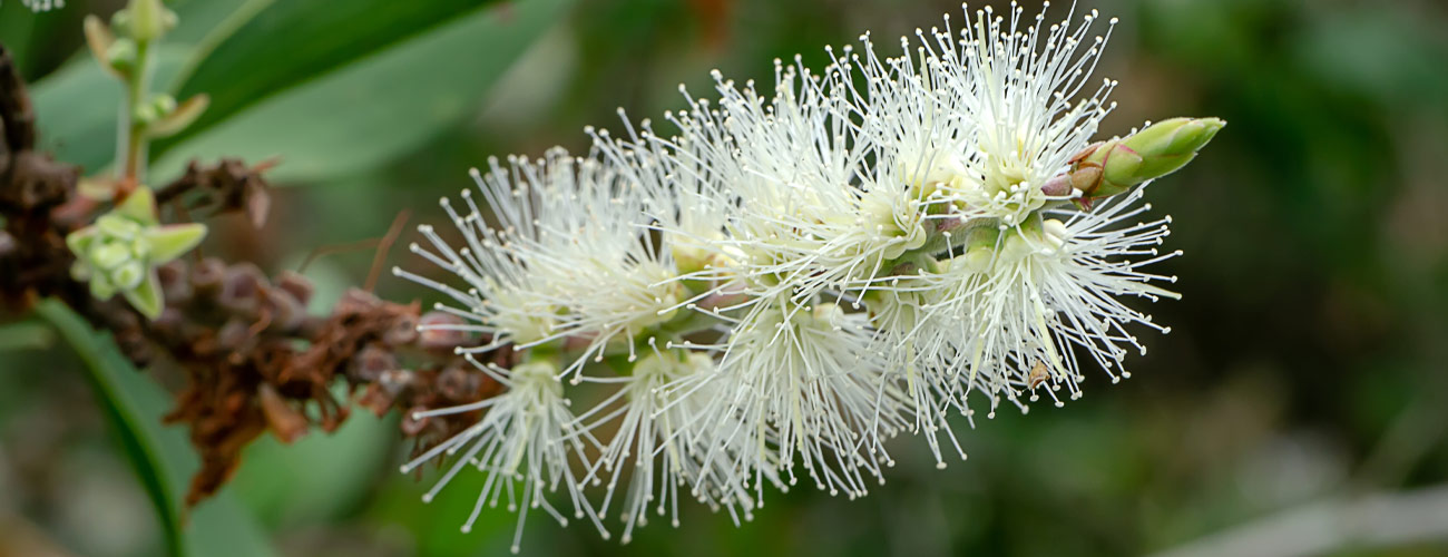 Niaouli bio Huile essentielle Laboratoires Bioligo