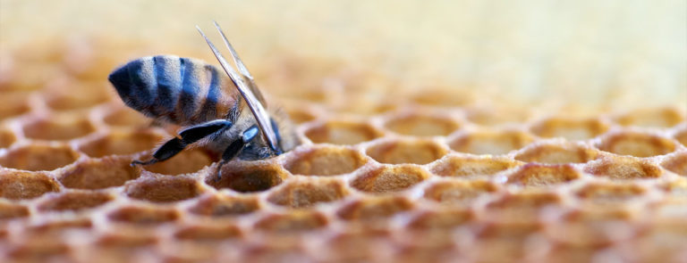 Propolis sirop Père Michel Laboratoire Bioligo