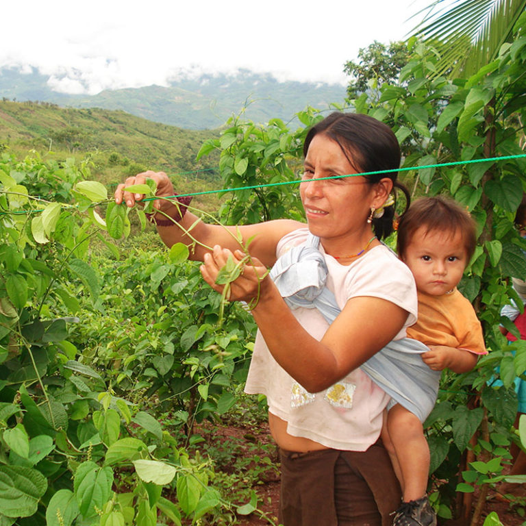 Récolte bergolio IMG 2 Sacha Inchi Laboratoire Bioligo