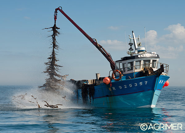 Agrimer algues fraiches Laboratoires Bioligo