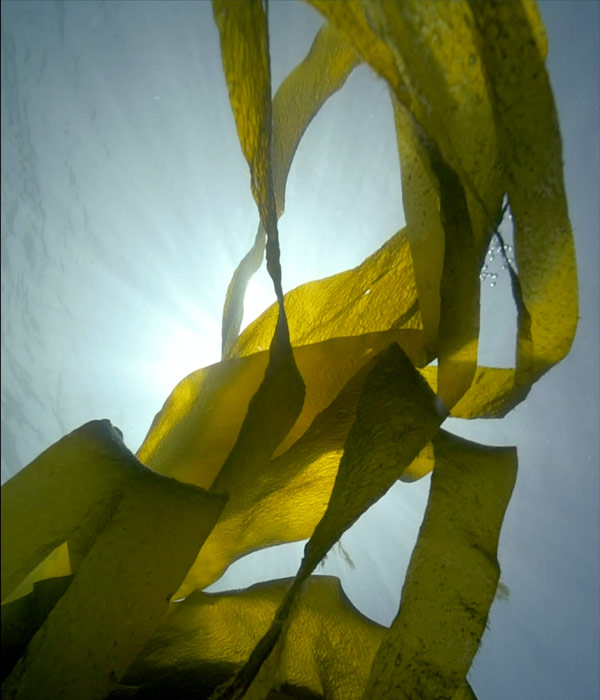 Algues FAQ Laboratoires Bioligo