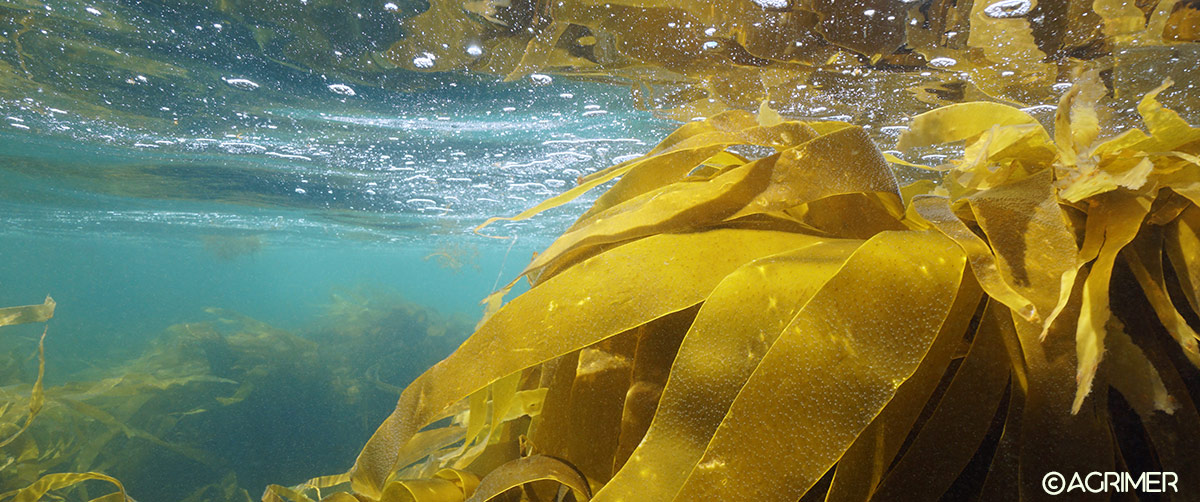 Algues fraiches Laboratoires Bioligo