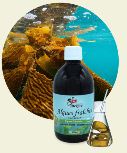 Algues fraiches pour le bain