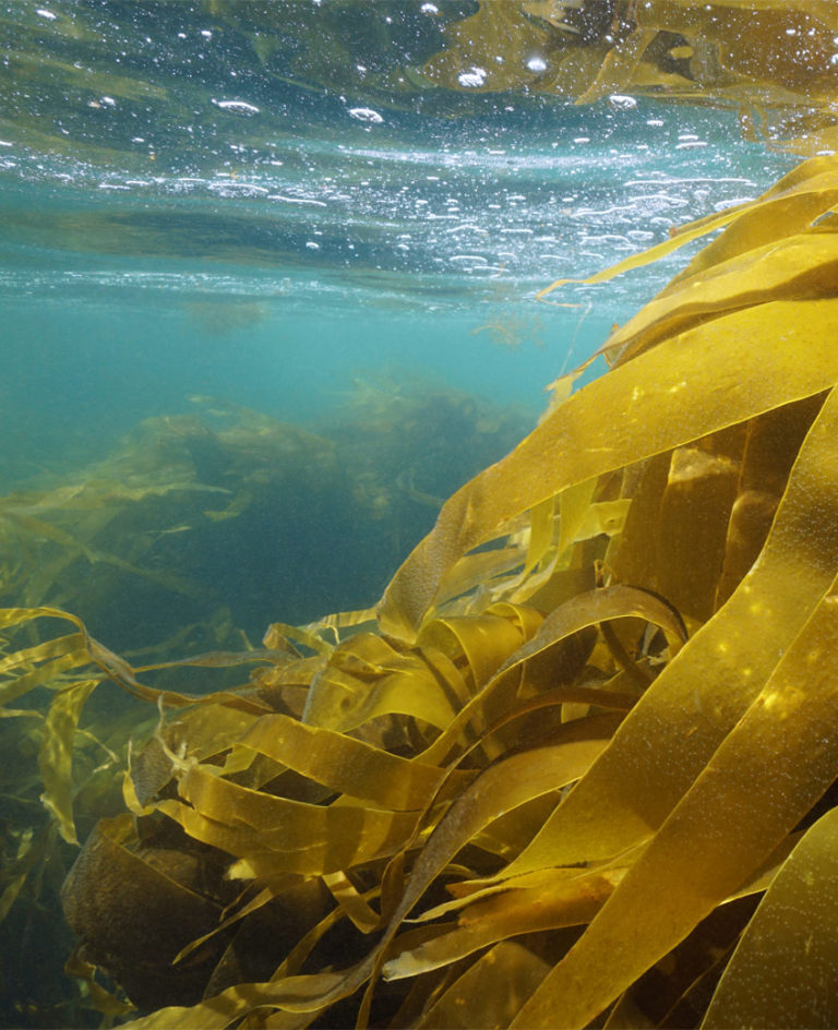 Algues laminaria fraiches Laboratoires Bioligo