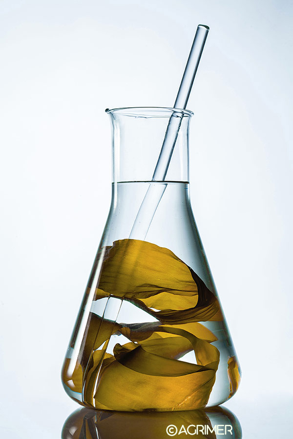 Bienfaits algues fraiches bannière Laboratoires Bioligo