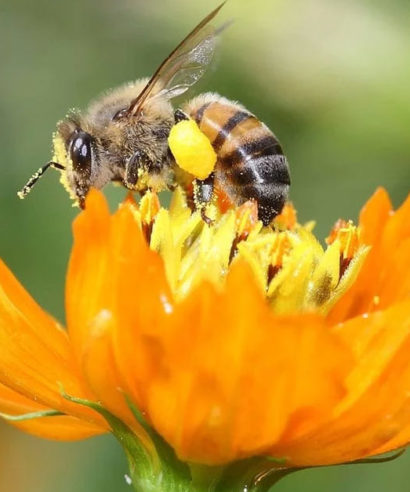 Gamme du Pere Michel