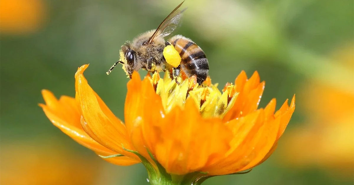 Opengraph abeille propolis Laboratoires Bioligo