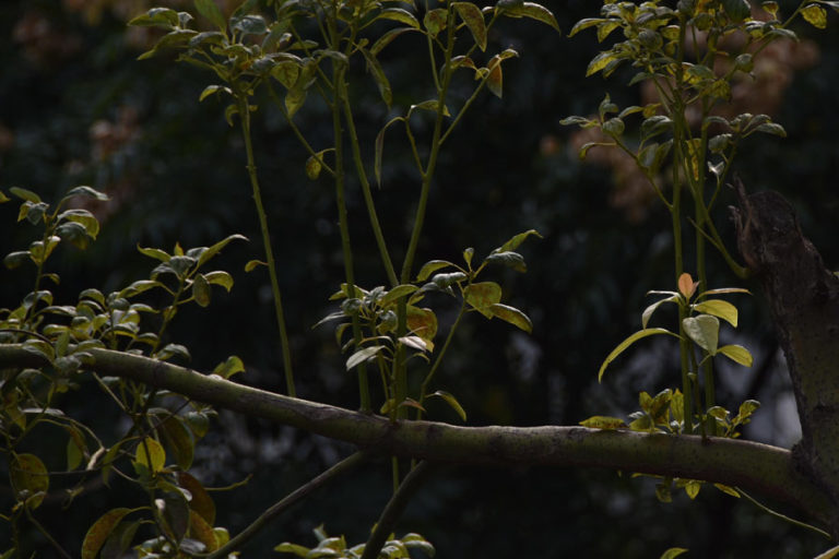 Camphre huiles essentielles Laboratoires Bioligo