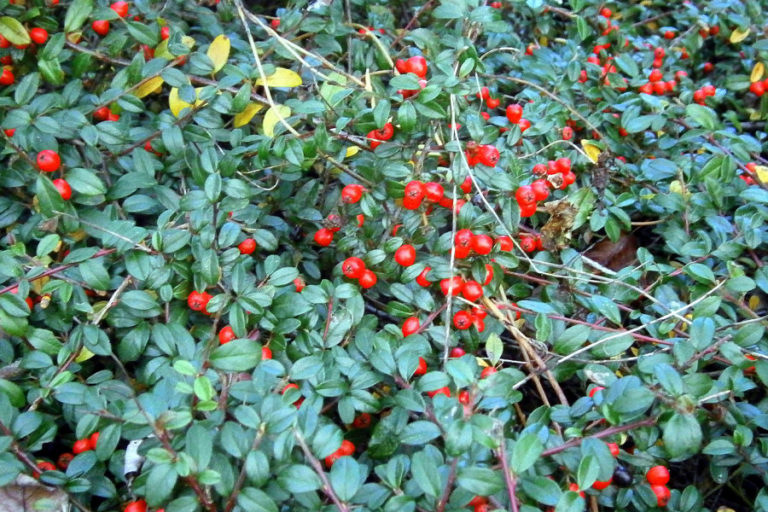 Gaultherie huiles essentielles Laboratoires Bioligo