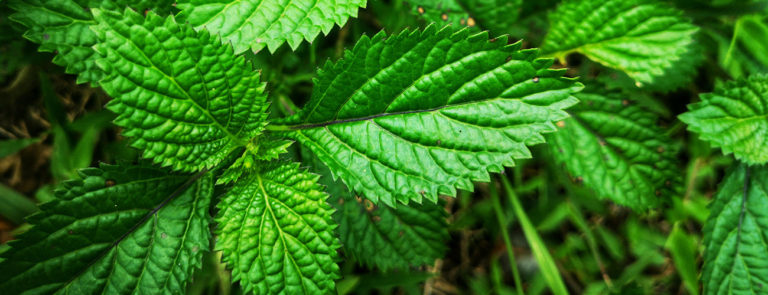 Menthe poivrée BIO Huiles essentielles Laboratoires Bioligo