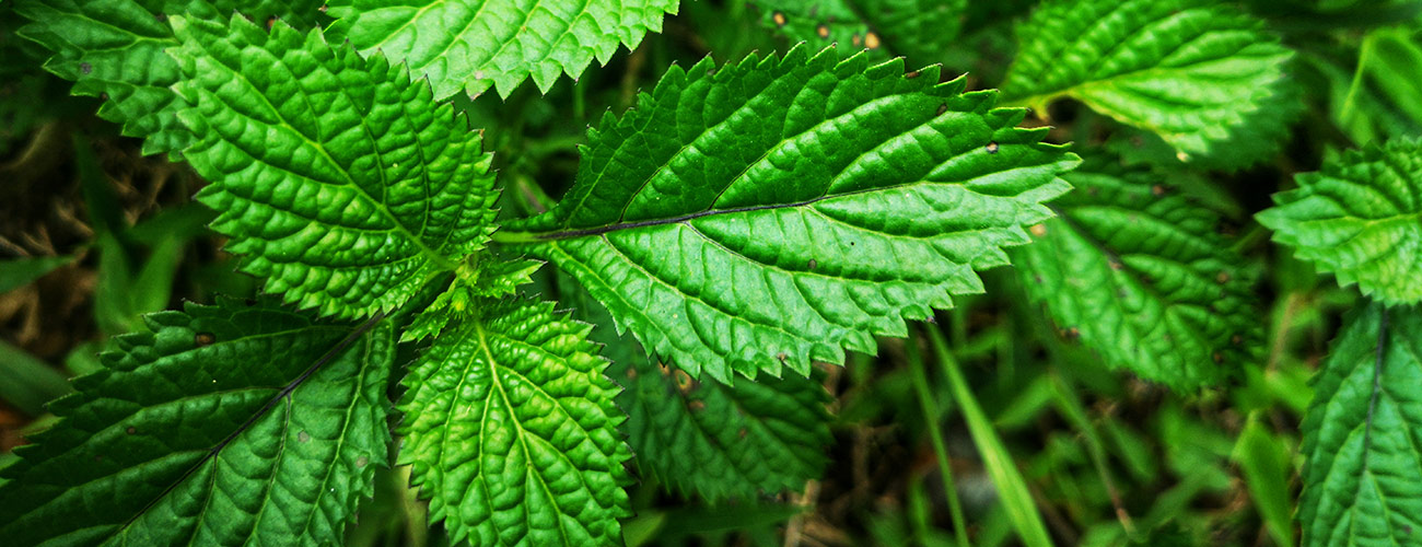 Menthe poivrée BIO Huiles essentielles Laboratoires Bioligo