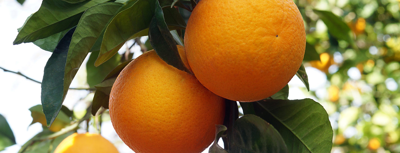 Orange BIO Huiles essentielles Laboratoires Bioligo