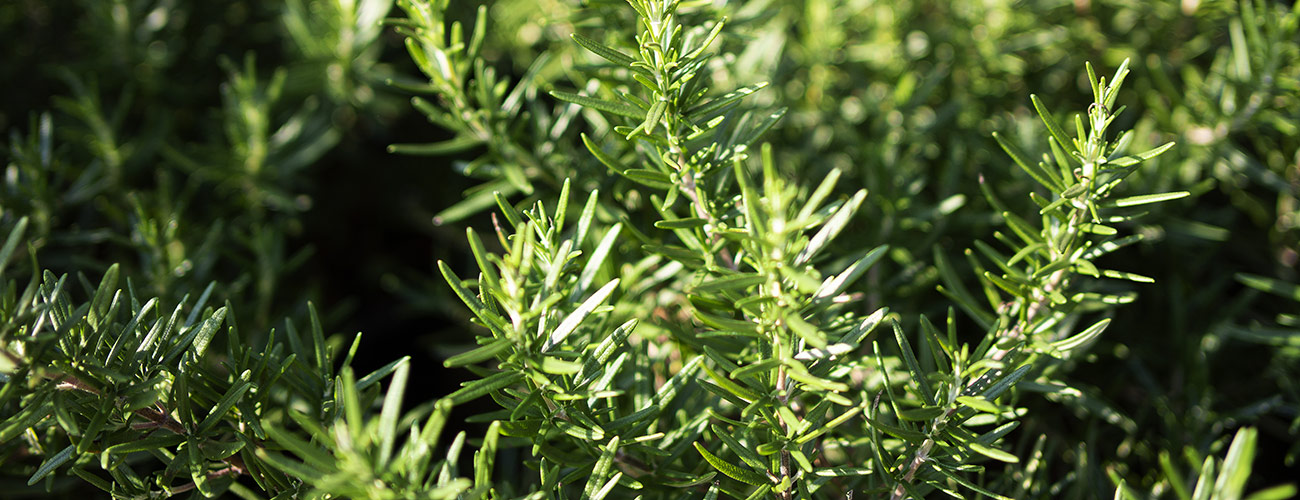 Romarin Huiles essentielles Laboratoires Bioligo