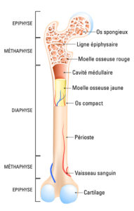Anatomie des os Laboratoires Bioligo