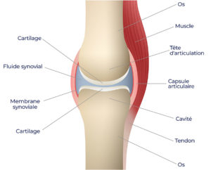 Articulation rhumatisme oligoéléments Laboratoires Bioligo