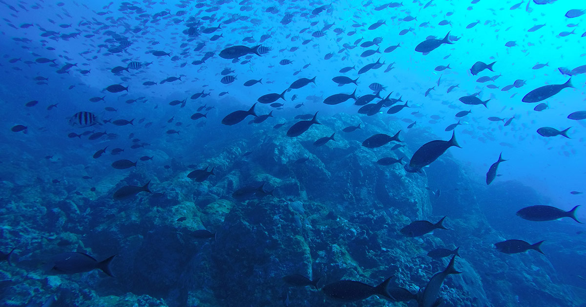 Océan 1 protagel Laboratoires Bioligo