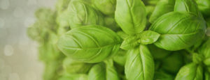 Basilic bio Huile essentielle Laboratoires Bioligo