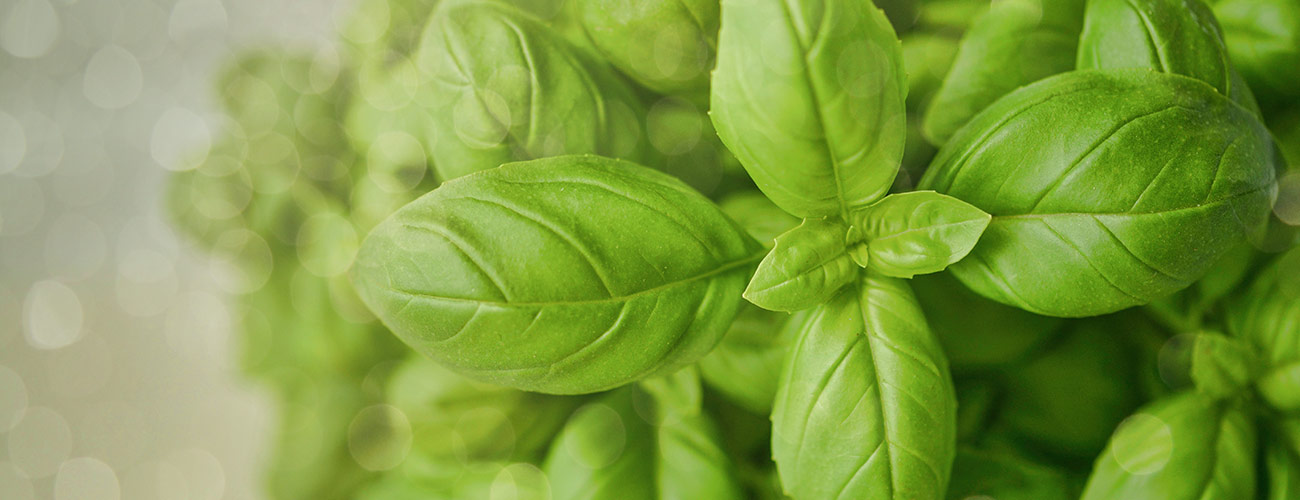 Basilic bio Huile essentielle Laboratoires Bioligo