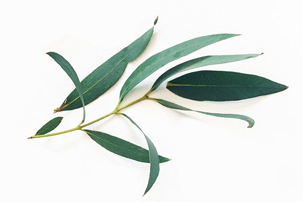 Cajeput feuille Laboratoires Bioligo