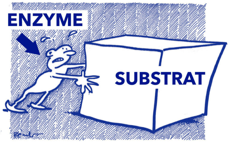 Catalyseur explication Laboratoire Bioligo