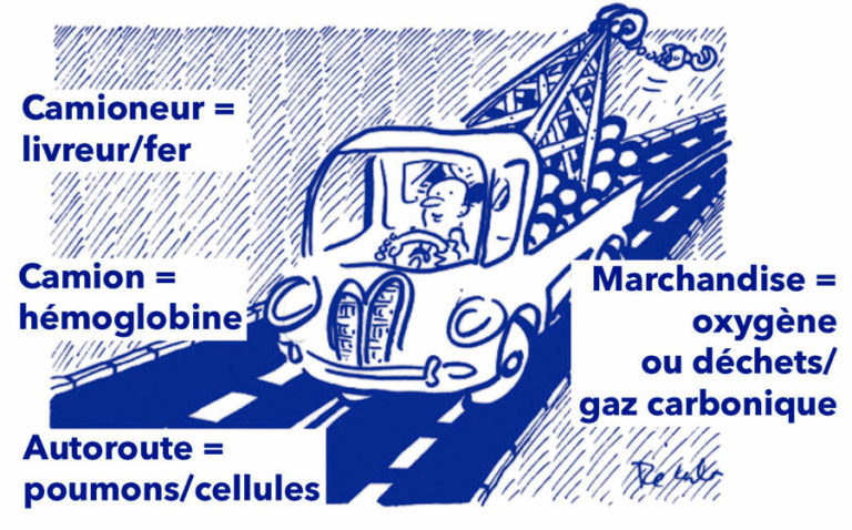 Catalyse hémoglobine Laboratoire Bioligo